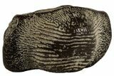 Huge, Fossil Crusher Shark (Ptychodus) Tooth - Kansas #197527-3